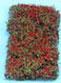 Vine-Red/Green