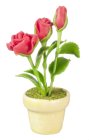 (image for) Roses Red