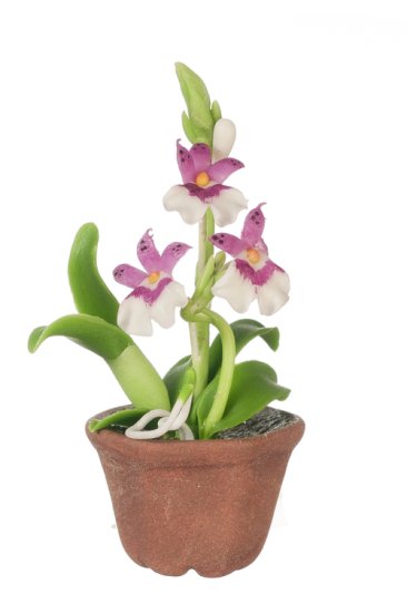 (image for) Potted Oncidium Orchid White