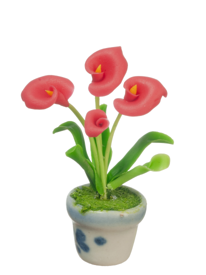 (image for) Anthuriums Potted Plant