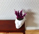 (image for) Blood Amaranth in a Large White Skull Planter