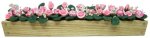 (image for) Variegated Ivy in 5.5" Wooden Window Box Planter