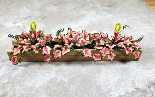 (image for) Pink Caladium in a 5.25" Window Box Planter