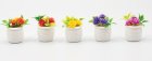 (image for) Assorted Potted Flower Plant