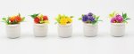 (image for) Assorted Potted Flower Plant