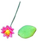 (image for) Pink Water Lily