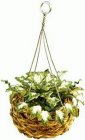 (image for) Ivy in Hanging Basket