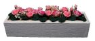 (image for) Pink & White Roses in White Window Box
