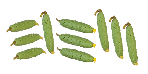 (image for) Cucumbers 10pc