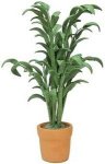 (image for) House Plants