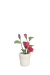 (image for) Red Roses in White Pot