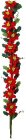 (image for) Poinsettia Vine