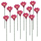 (image for) 1dz Rose Colored Daisy Stems