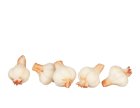 (image for) Garlic Heads 5pc
