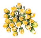 (image for) Roses Half Bloom Stems 24pc Yellow