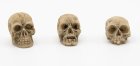Skull - Assorted Styles (image for) Skull - Assorted Styles