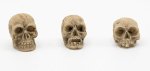 Skull - Assorted Styles (image for) Skull - Assorted Styles