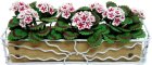 Red & White Geranium in Sunrise Box Long Planter (image for) Red & White Geranium in Sunrise Box Long Planter