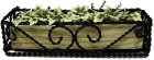 English Ivy in Braided Iron Planter (image for) English Ivy in Braided Iron Planter