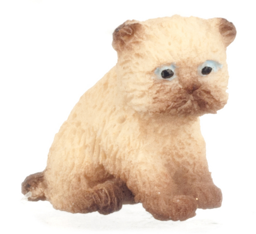 (image for) Kitten - Brown Siamese