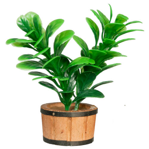 Large Green House Plant