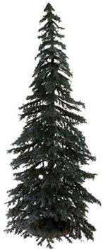 10 Inch Tall Blue Spruce Tree
