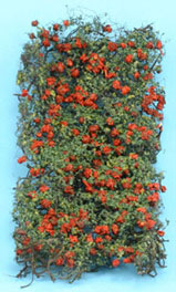 (image for) Climbing Rose Vine