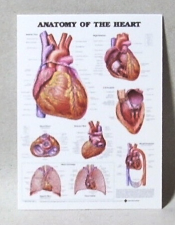 Anatomy of the Heart Medical Chart Poster