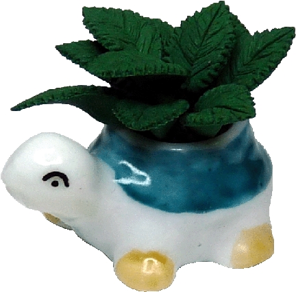 House Plant in Turtle Planter