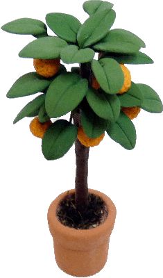 Orange Tree in Clay Pot