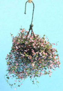 Hanging Plant Pink & Fuchsia Large