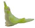 Cockatiel