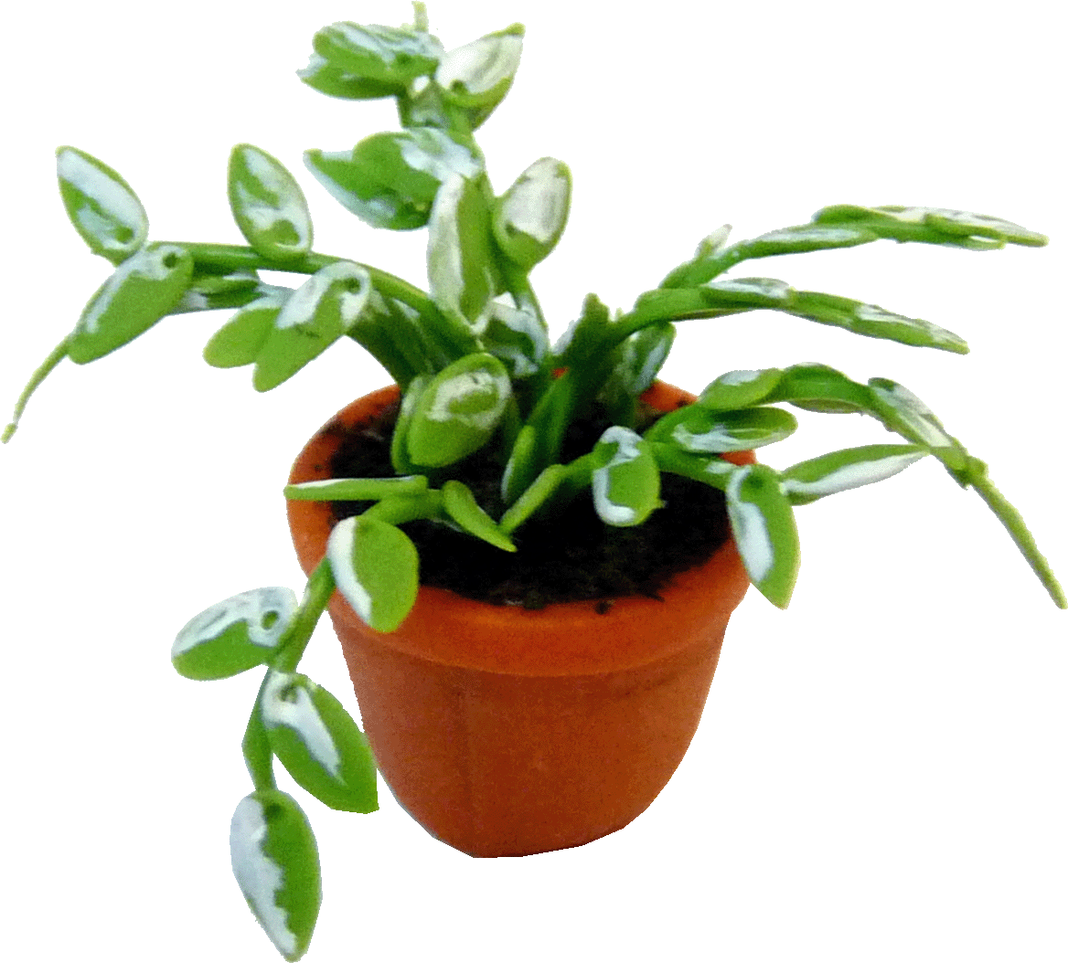 Ornamental Potted House Plant