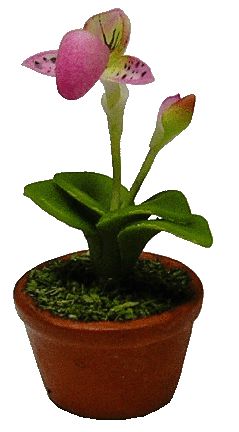 Pink Lady Slipper in a Clay Pot