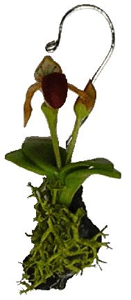 Lady Slipper Orchid Maroon