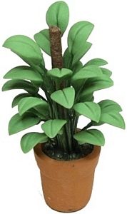 Philodendron in Clay Pot