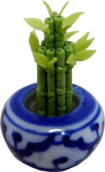 Lucky Bamboo in Bowl