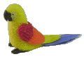 Yellow Parrot