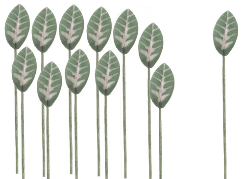 1dz Varigated Plant Leaf Stems
