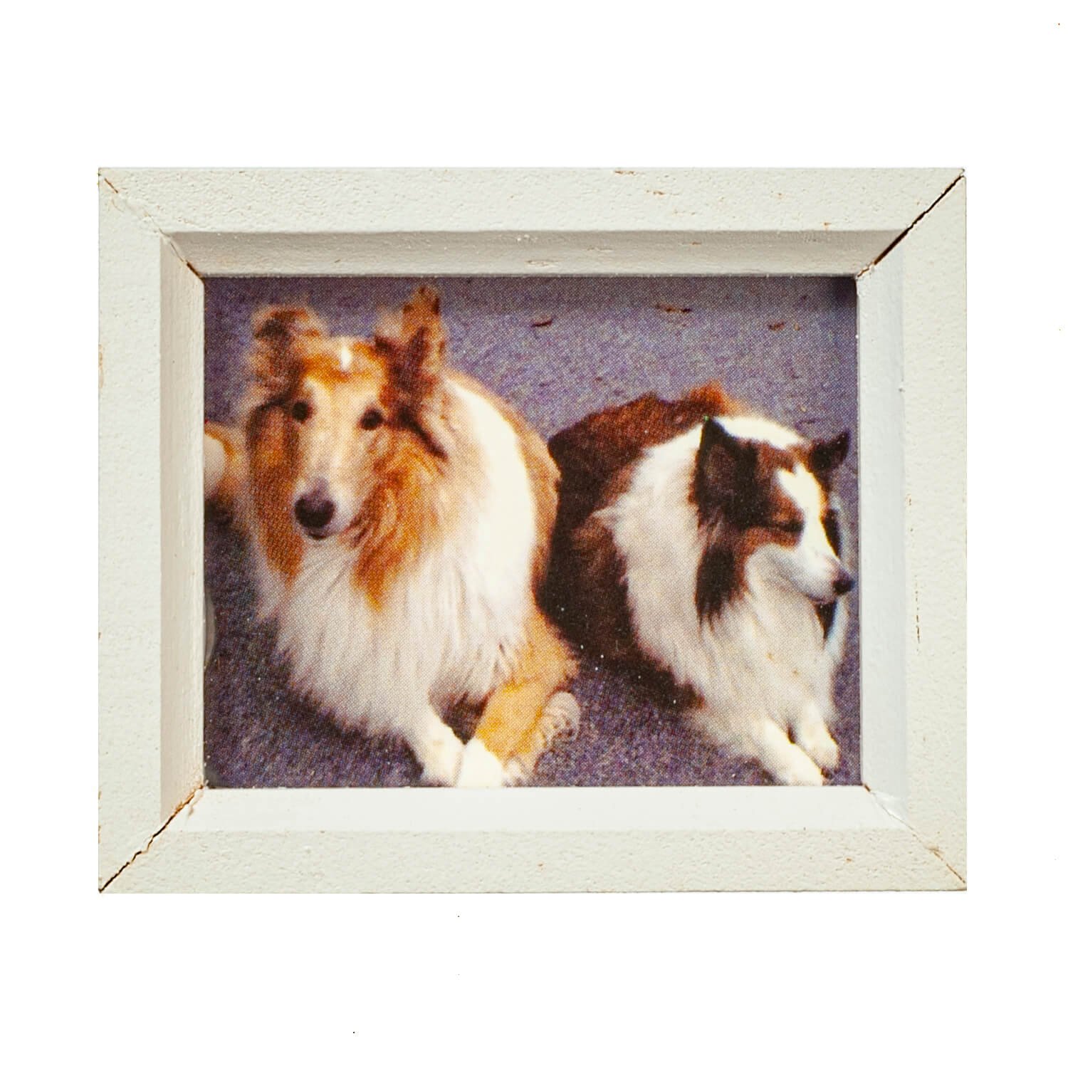 Framed Dogs Collies Picture - White