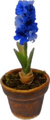 Blue Hyacinth in Pot