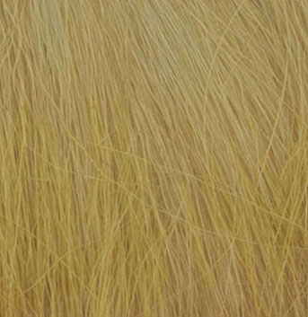 Field Grass Harvest Gold