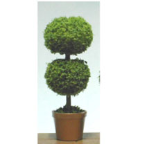 Round Small Topiary in Clay Pot
