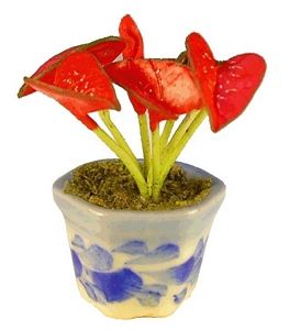 Red Anthurium in Decor Pot