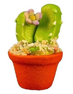 Flowering Cactus in Pot