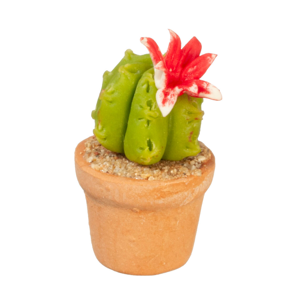 Potted Small Flowering Cactus
