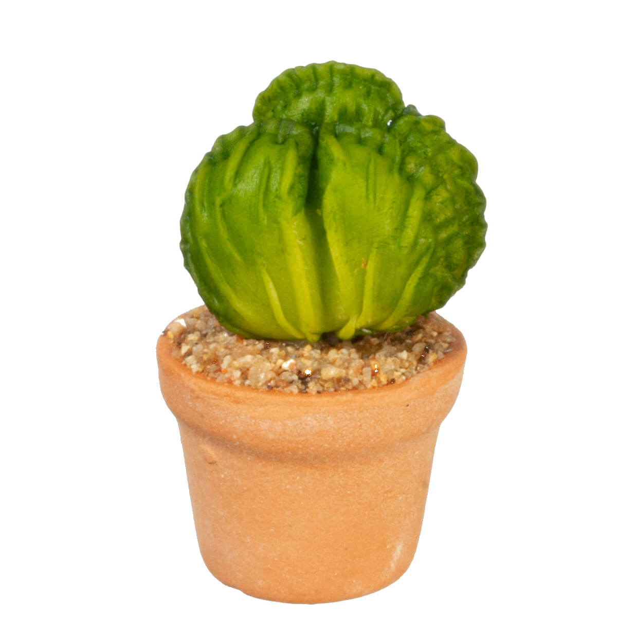 Potted Asclepia Succulent