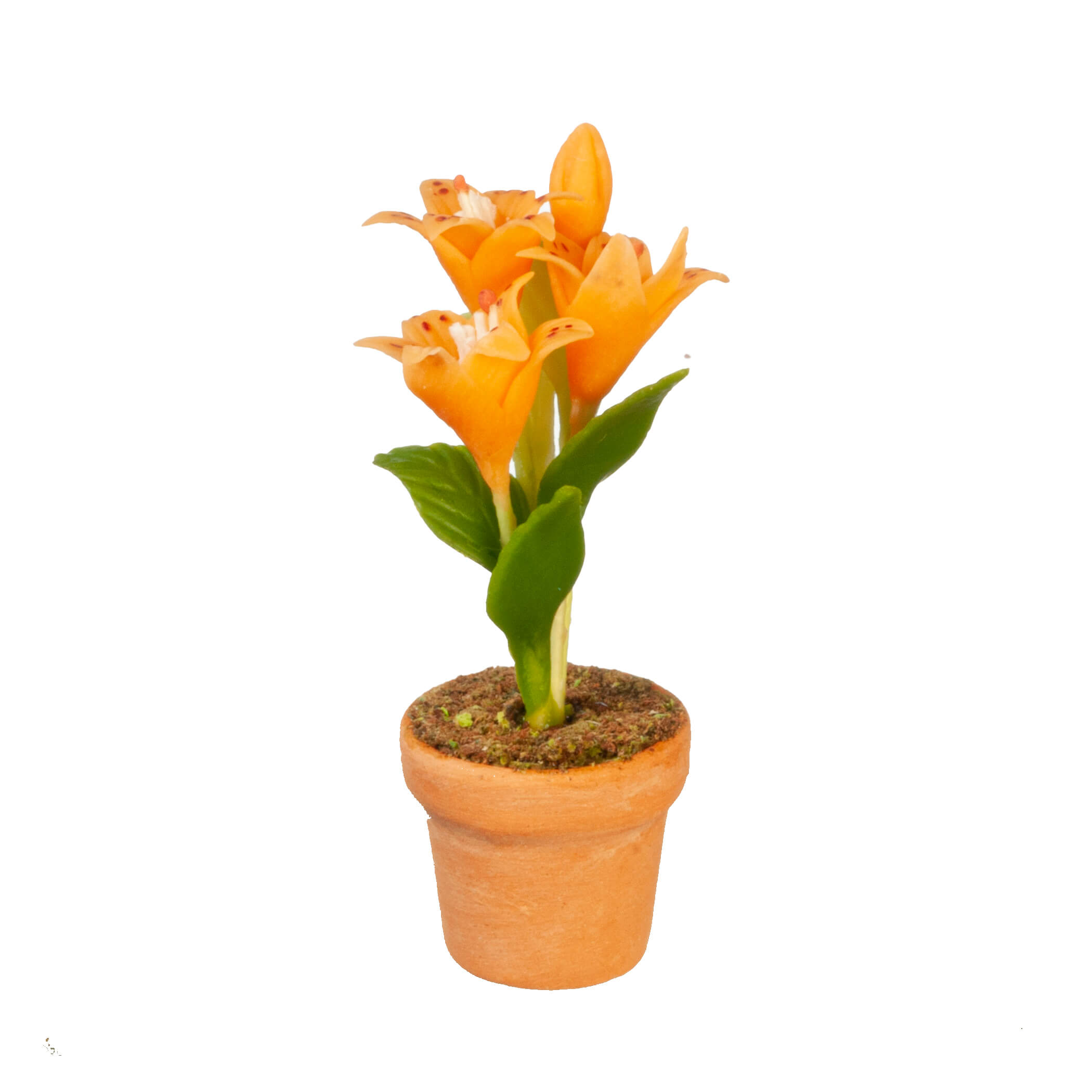 Potted Asian Lily - Orange