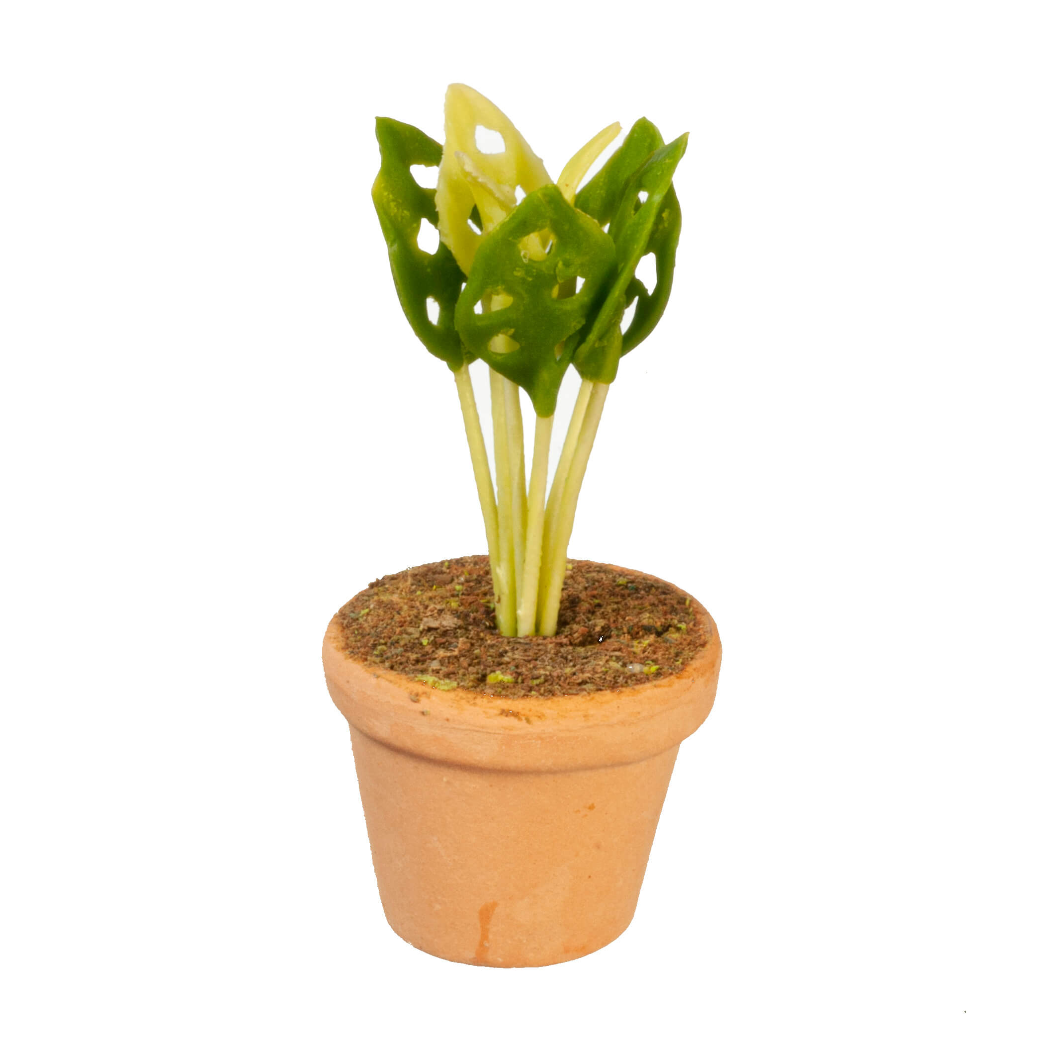 Potted Swiss Cheese House Plant